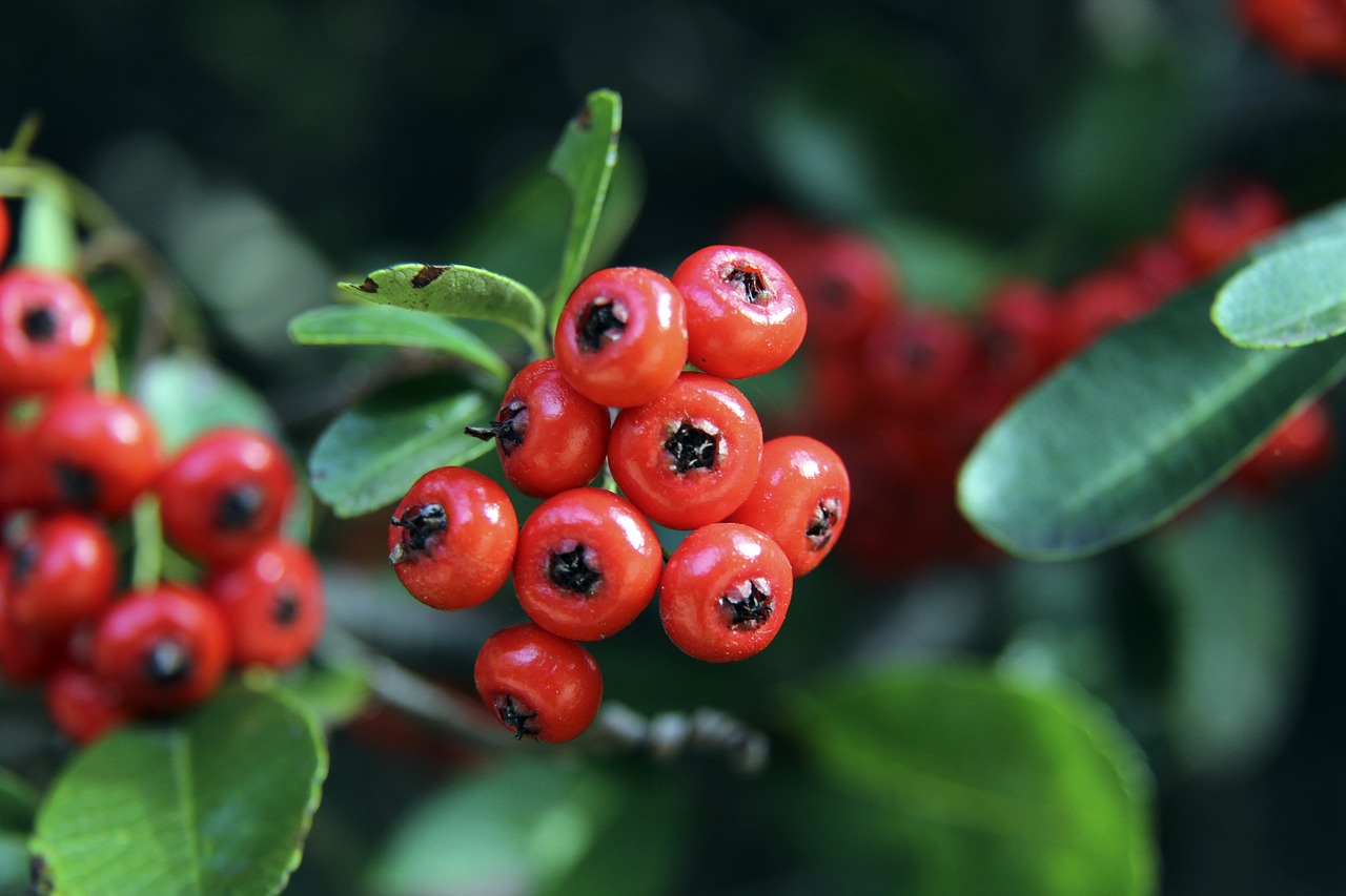 作为马来西 作为马来西